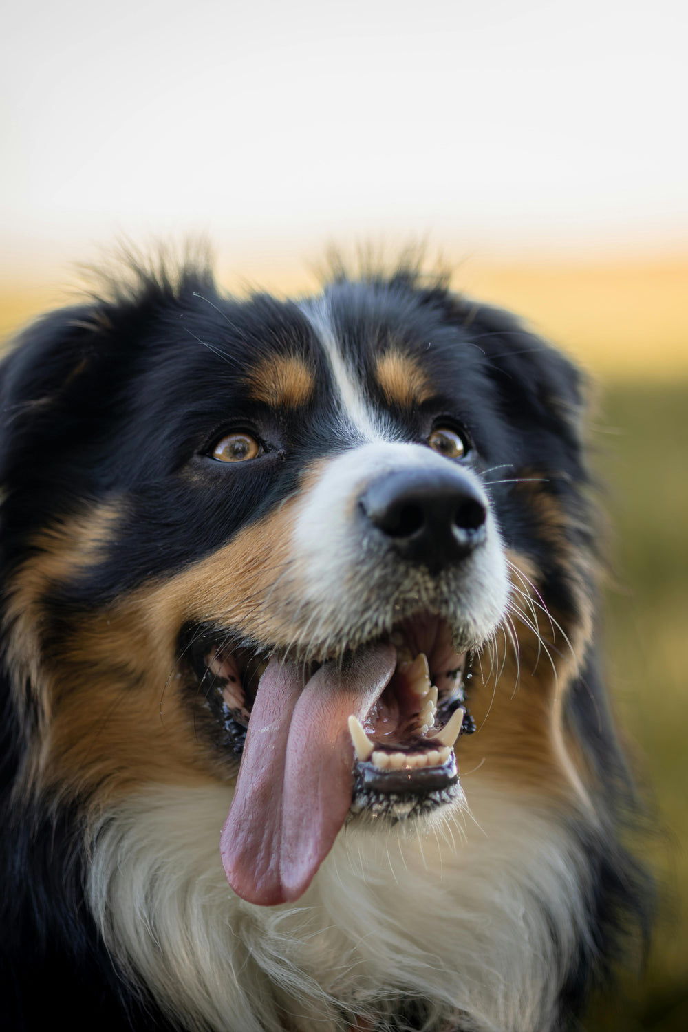 Dogs